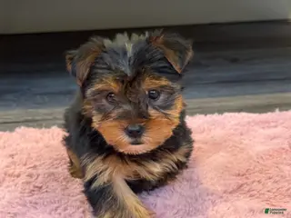 Yorkshire Terrier dogs Jasper - Ad 25