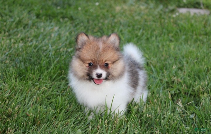 Pomeranian dogs Theo - Ad 30