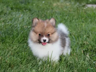 Pomeranian dogs Theo - Ad 30