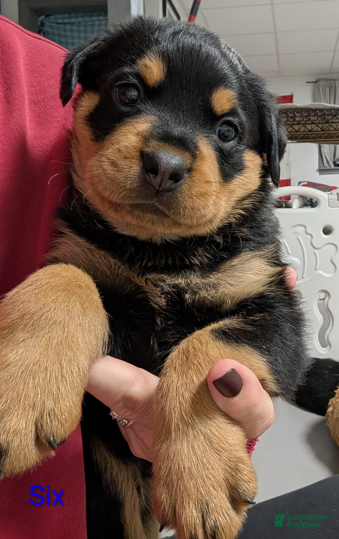 Rottweiler dogs for sale: Rottweiler Puppy 6 - Ad 1