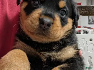 Rottweiler dogs for sale: Rottweiler Puppy 6 - Ad 2