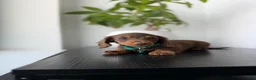 Miniature Dachshund dogs for sale: Scooby - Ad 2
