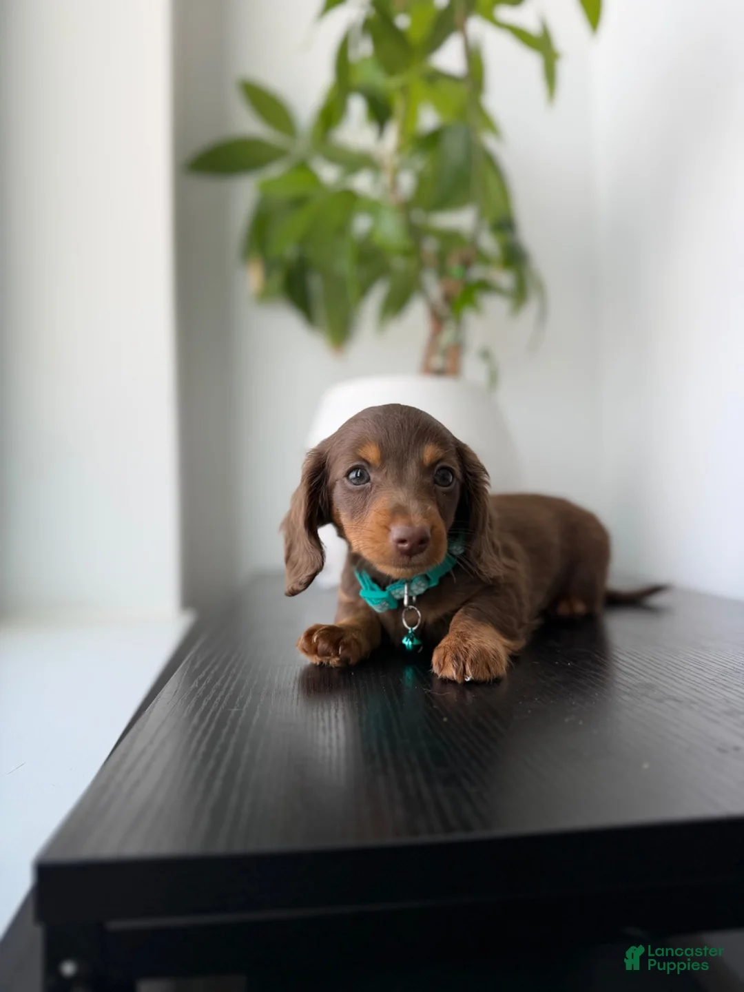 Miniature Dachshund dogs for sale: Scooby - Ad 2