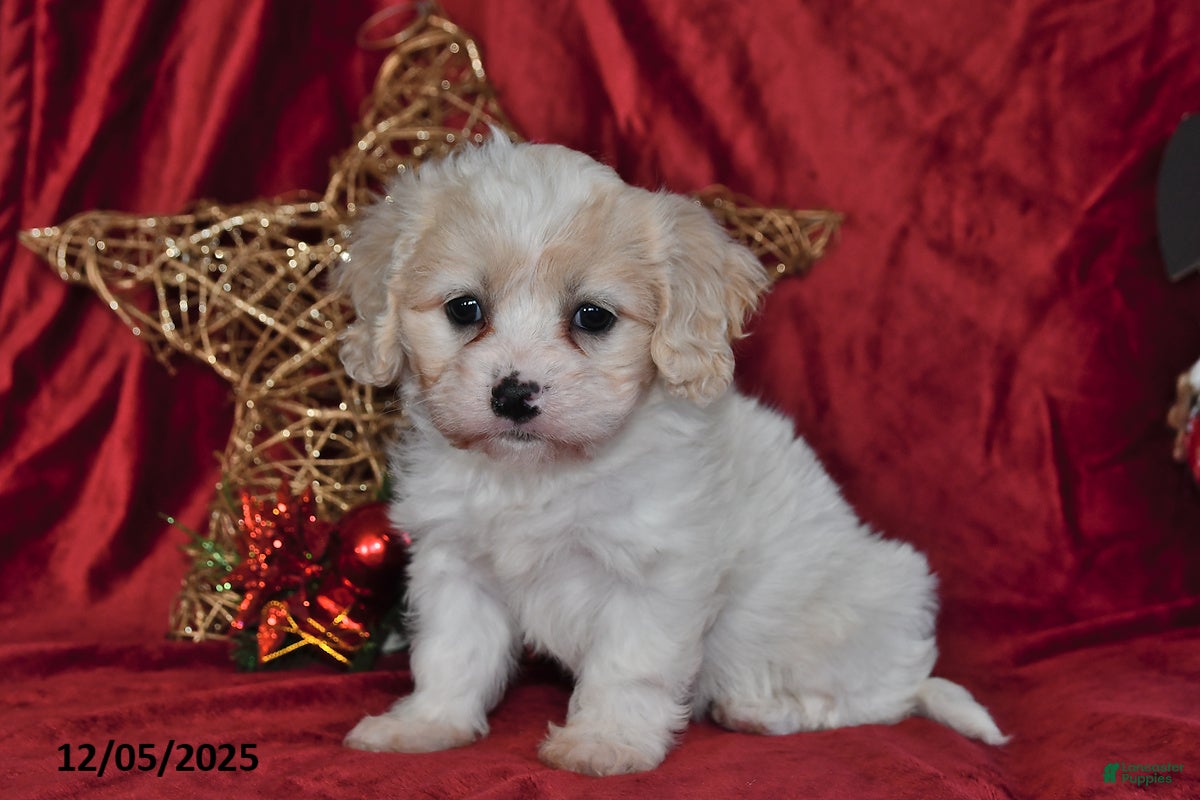 Cavachon dogs Fern Juliet - Ad 28
