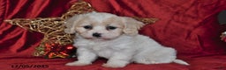 Cavachon dogs for sale: Fern Juliet - Ad 1