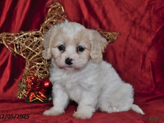 Cavachon dogs Fern Juliet - Ad 20