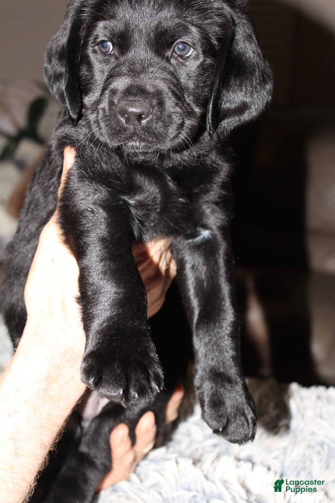 Goldador dogs for sale: Goldador Puppy 6 Yellow - Ad 2