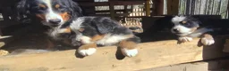 Bernese Mountain Dog dogs for sale: Bernese Mountain Dog Puppy 1 - Ad 10