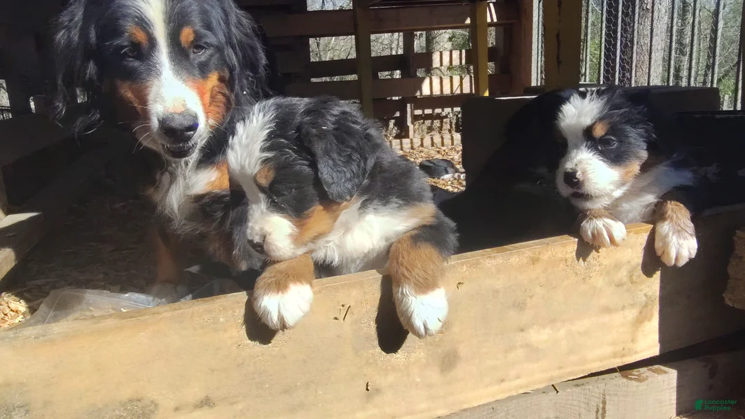 Bernese Mountain Dog dogs for sale: Bernese Mountain Dog Puppy 1 - Ad 10