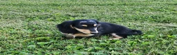Miniature Dachshund dogs for sale: Ollie - Ad 4