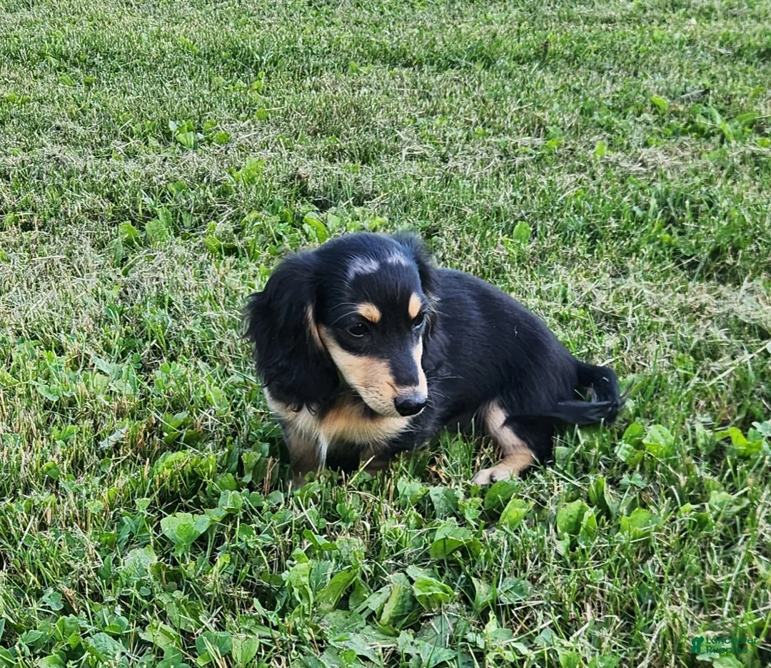 Miniature Dachshund dogs for sale: Ollie - Ad 4