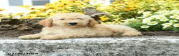 Mini Goldendoodle dogs for sale: Trina - Ad 5