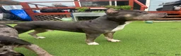 American Bully dogs for sale: American Bully 4 - Ad 5