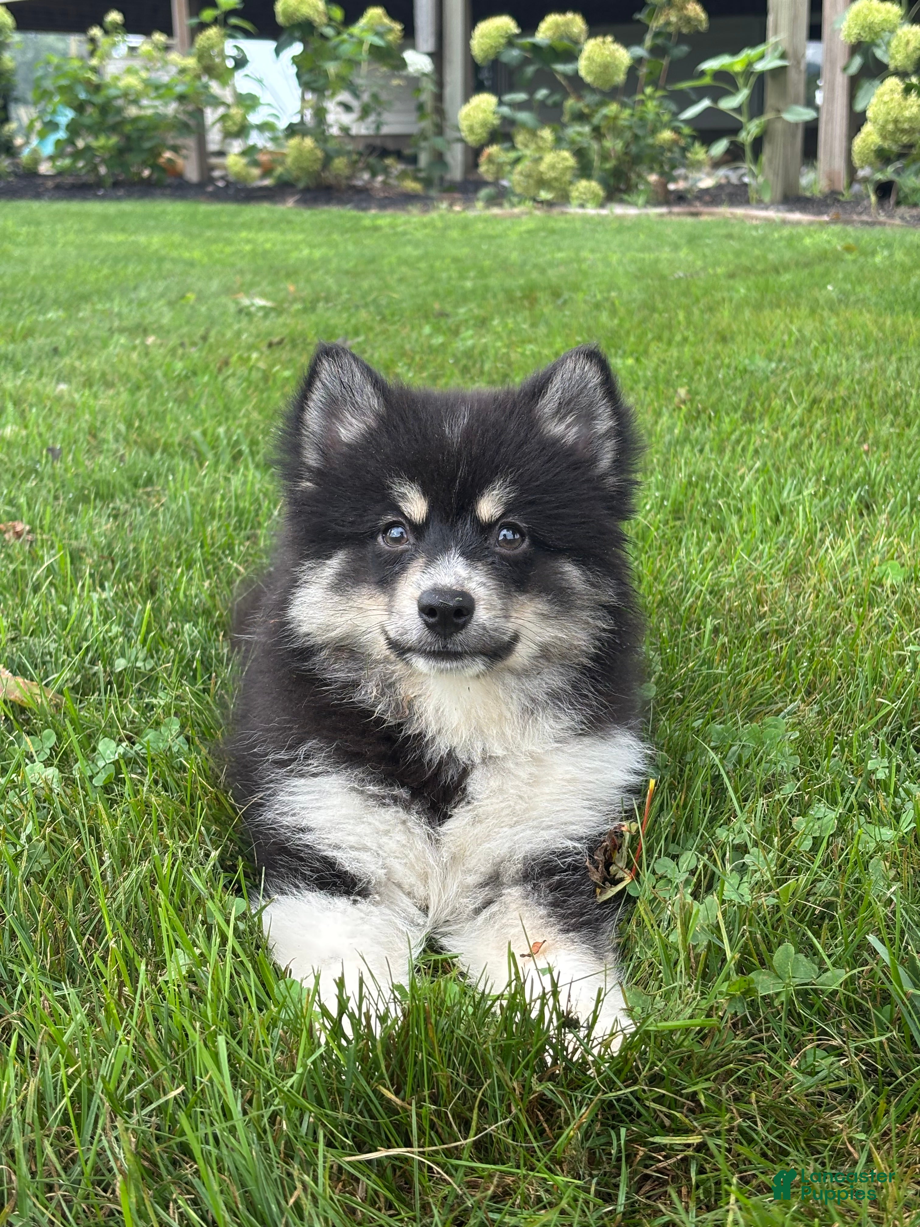 Pomsky dogs Claudia - Ad 1