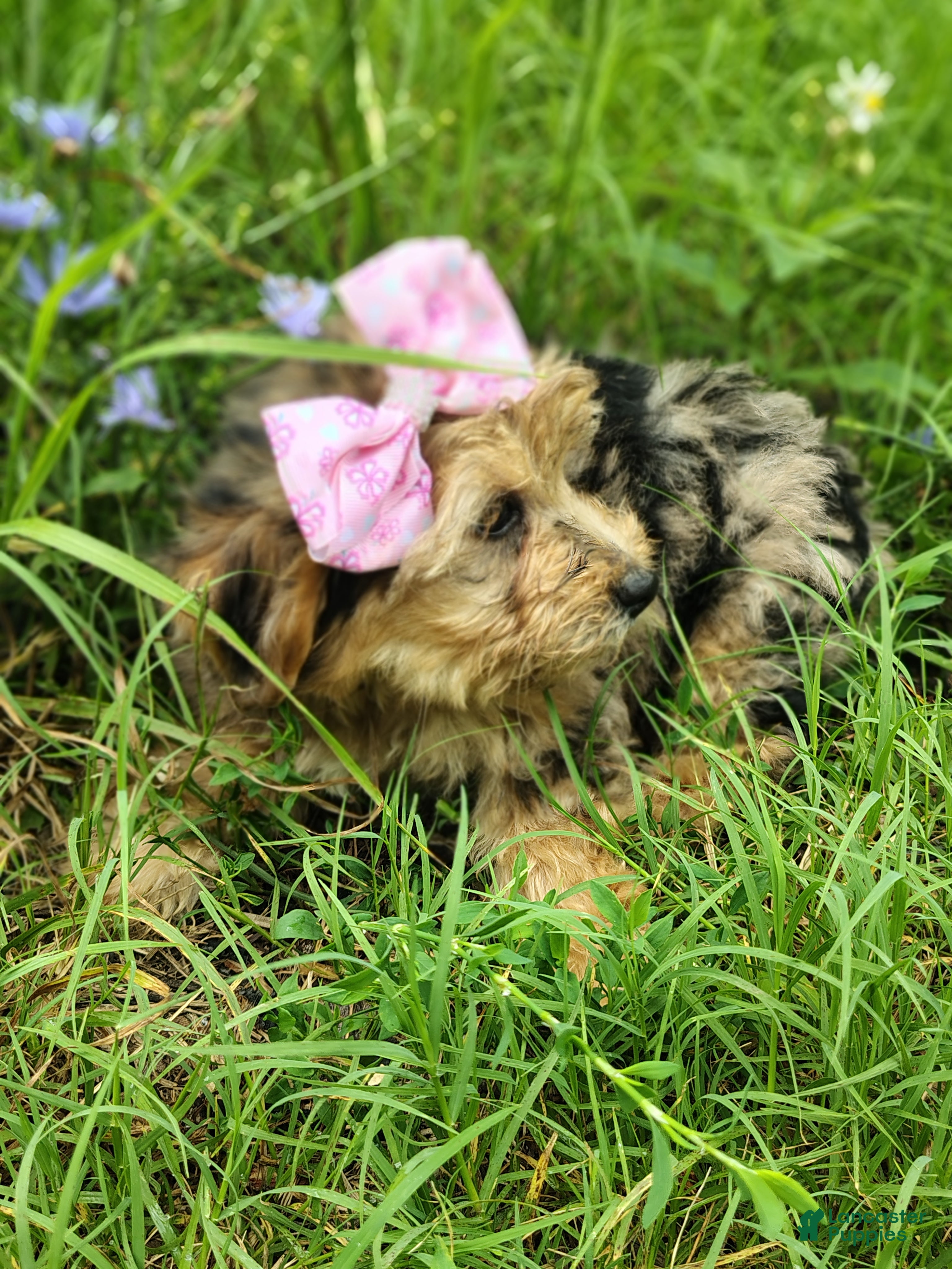 Yorkshire Terrier dogs Yorkshire Terrier blueberry - Ad 3