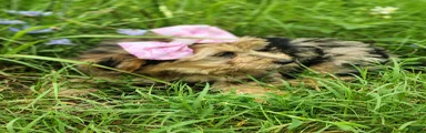 Yorkshire Terrier blueberry
