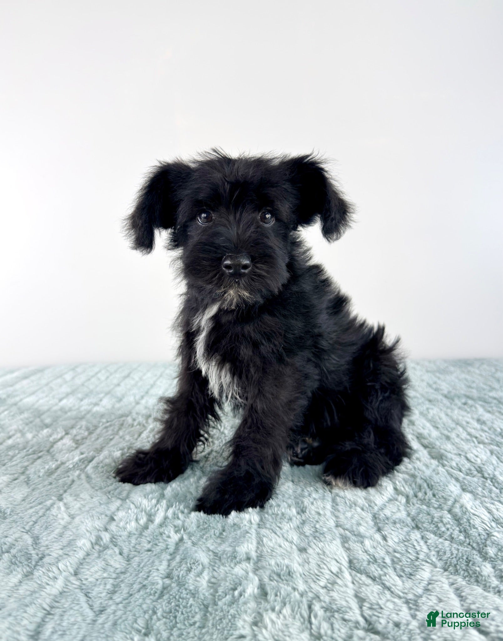 Miniature Schnauzer dogs AKC Sammy - Ad 16