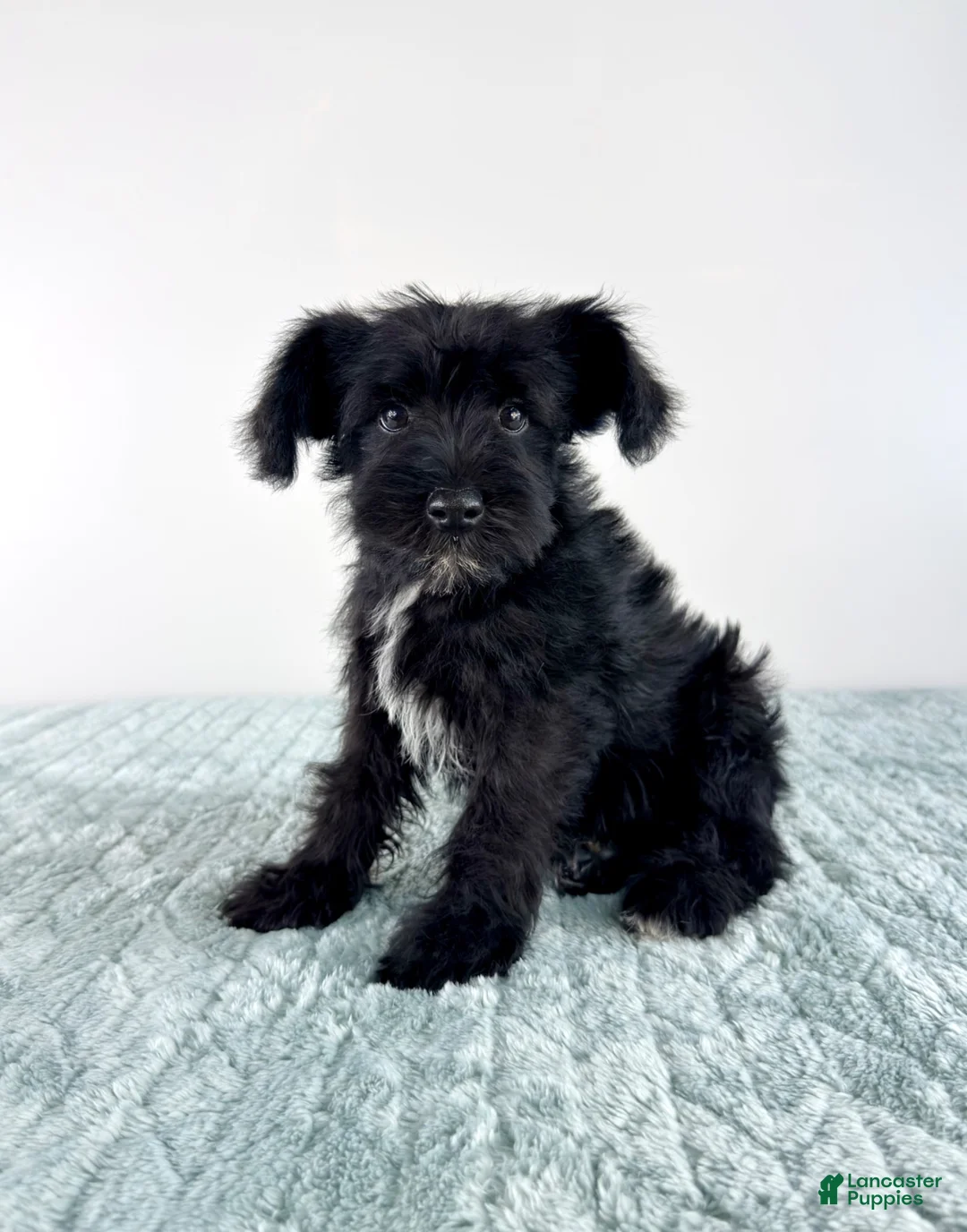 Miniature Schnauzer dogs for sale: AKC Sammy - Ad 1