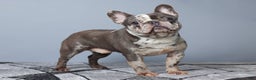 French Bulldog dogs for sale: Dora - Ad 7