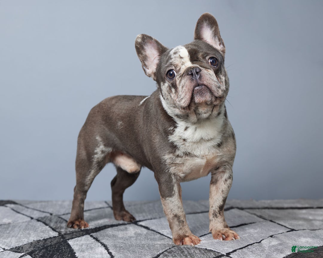 French Bulldog dogs for sale: Dora - Ad 7