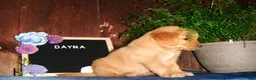 Golden Retriever dogs for sale: Dayna - Ad 5