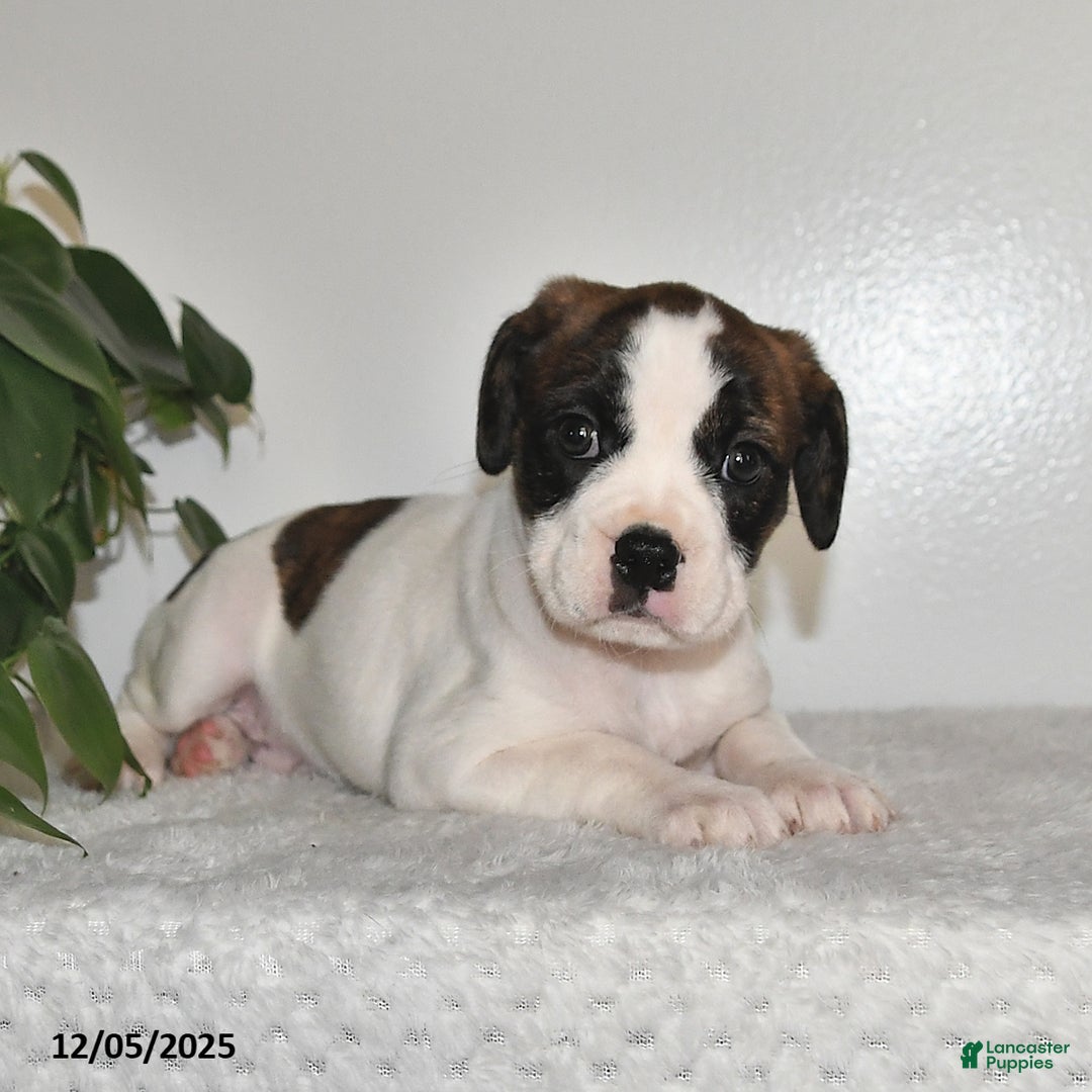 Mixed Breed dogs for sale: Trudy - Ad 2