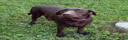 Labradoodle dogs for sale: Jenna - Ad 6