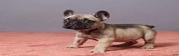 French Bulldog dogs for sale: Sophie - Ad 2