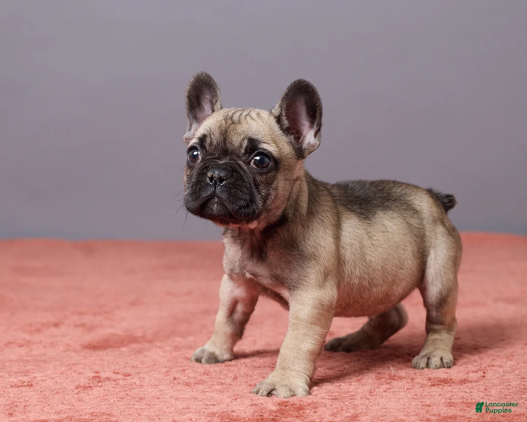 French Bulldog dogs for sale: Sophie - Ad 2
