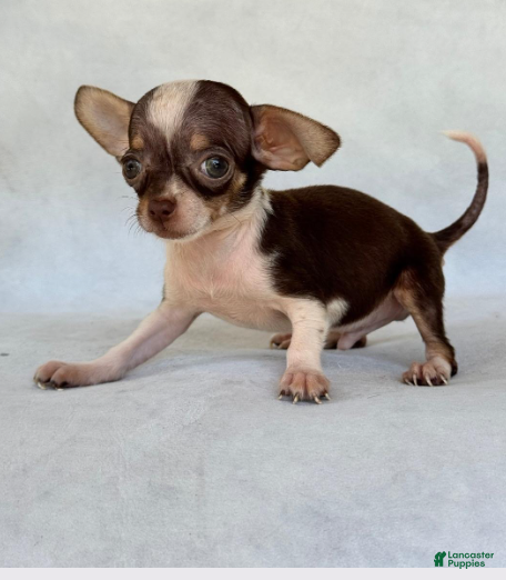 Chihuahua dogs Chihuahua 1 - Ad 3