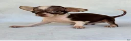 Chihuahua dogs for sale: Chihuahua 1 - Ad 1