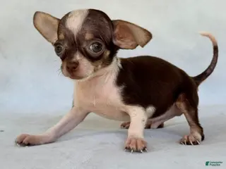 Chihuahua dogs Chihuahua 1 - Ad 3