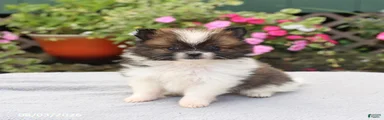 Muffin