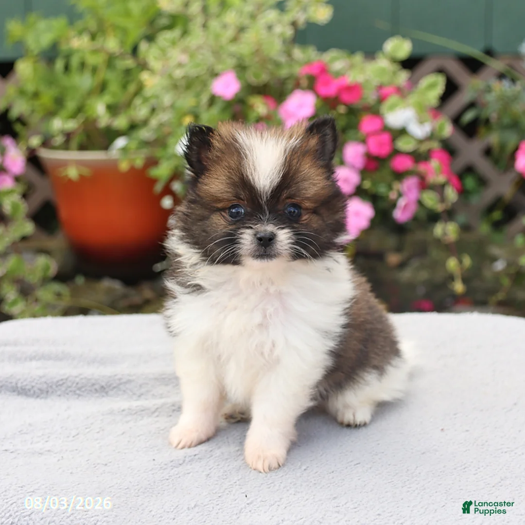 Pomeranian dogs for sale: Muffin - Ad 1