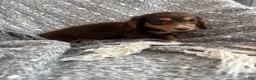 Miniature Dachshund dogs for sale: Rowan - Ad 12