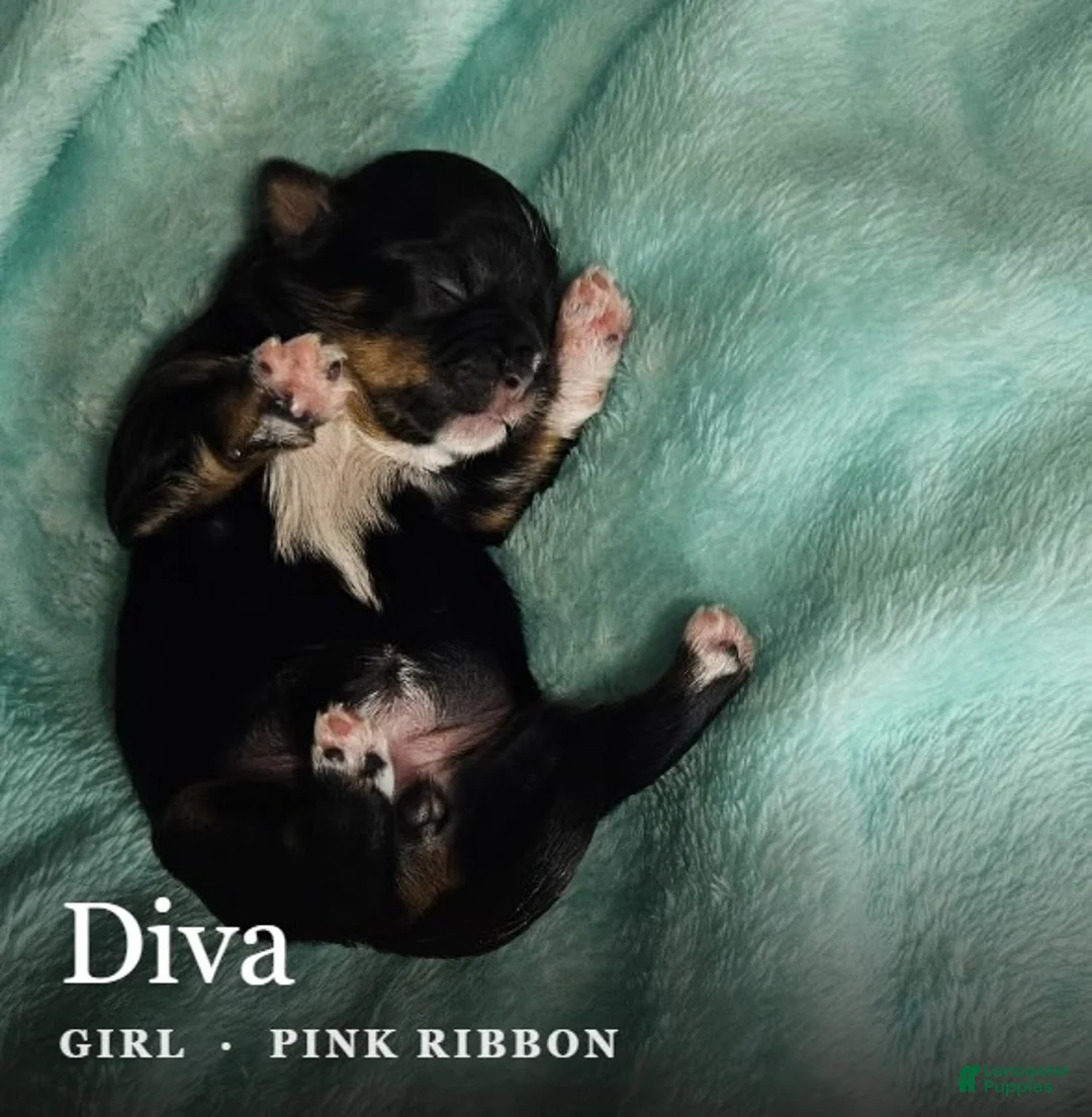 Shih Tzu dogs for sale: Diva - Ad 2