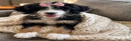 Mini Bernedoodle dogs for sale: Mini Bernedoodle 2 - Ad 5