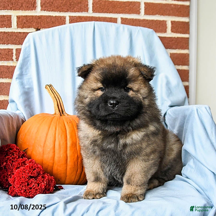 Chow Chow Puppies for sale Lancaster Puppies