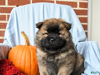 Chow Chow dogs - Ad 2