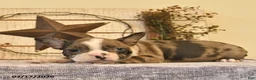 Boston Terrier dogs for sale: Daisy  - Ad 4