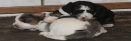 Bernedoodle dogs for sale: Bixley - Ad 4