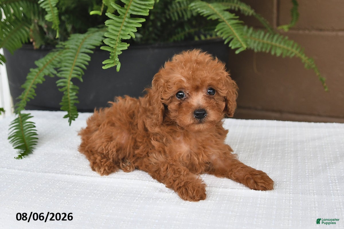 Toy Poodle dogs Maggie - Ad 2