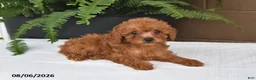Toy Poodle dogs for sale: Maggie - Ad 2
