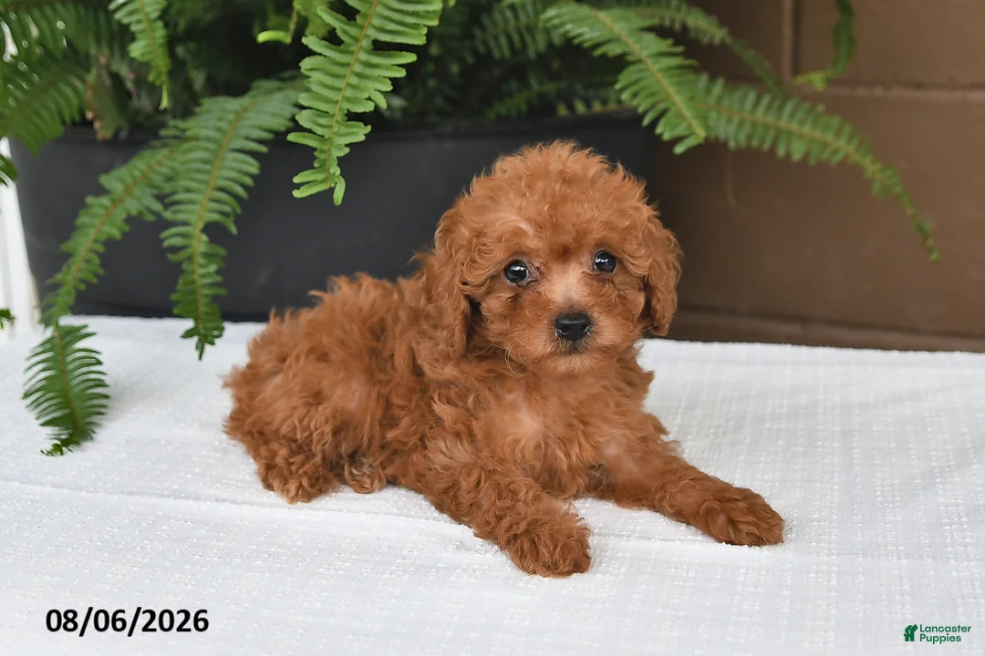 Toy Poodle dogs for sale: Maggie - Ad 2