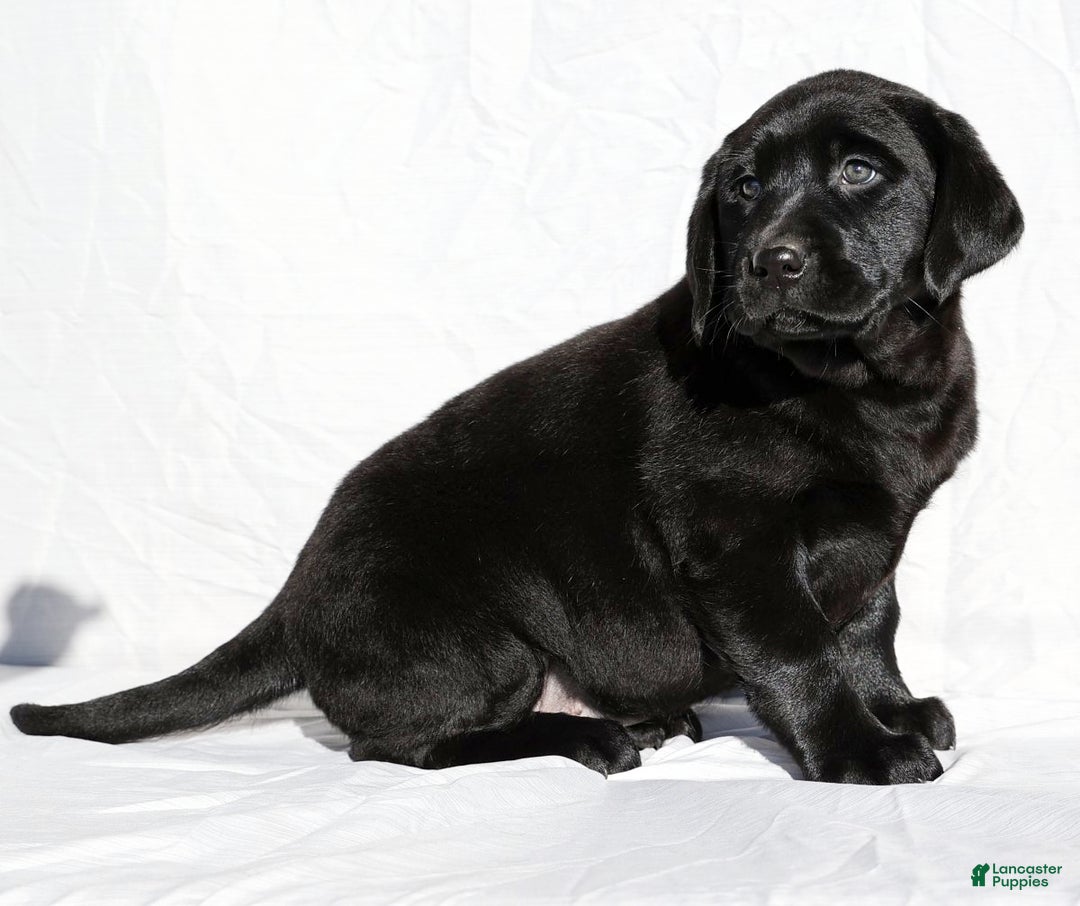 Labrador Retriever dogs for sale: Twinkle - Ad 6