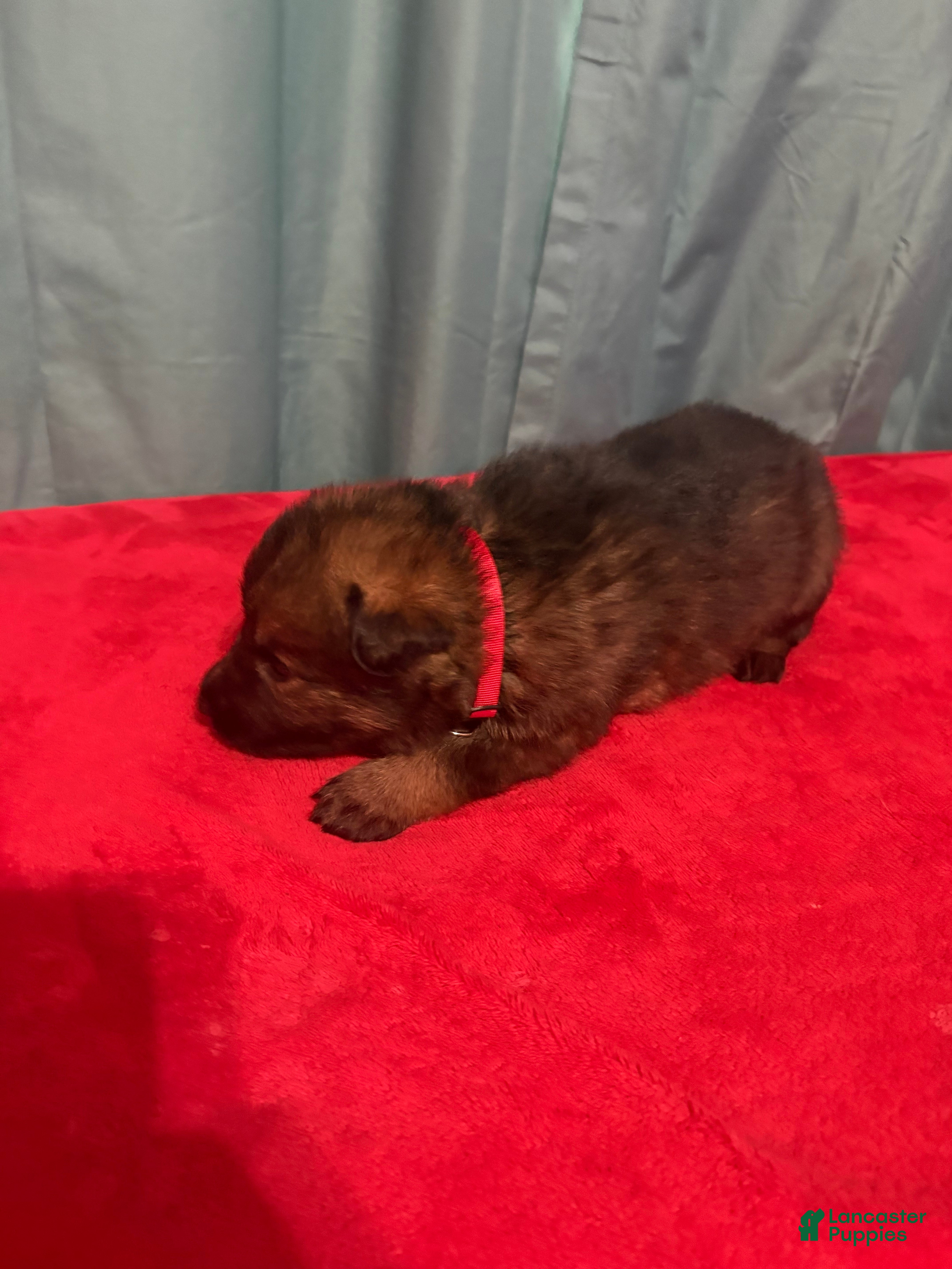 German Shepherd dogs Blossom  - Ad 2