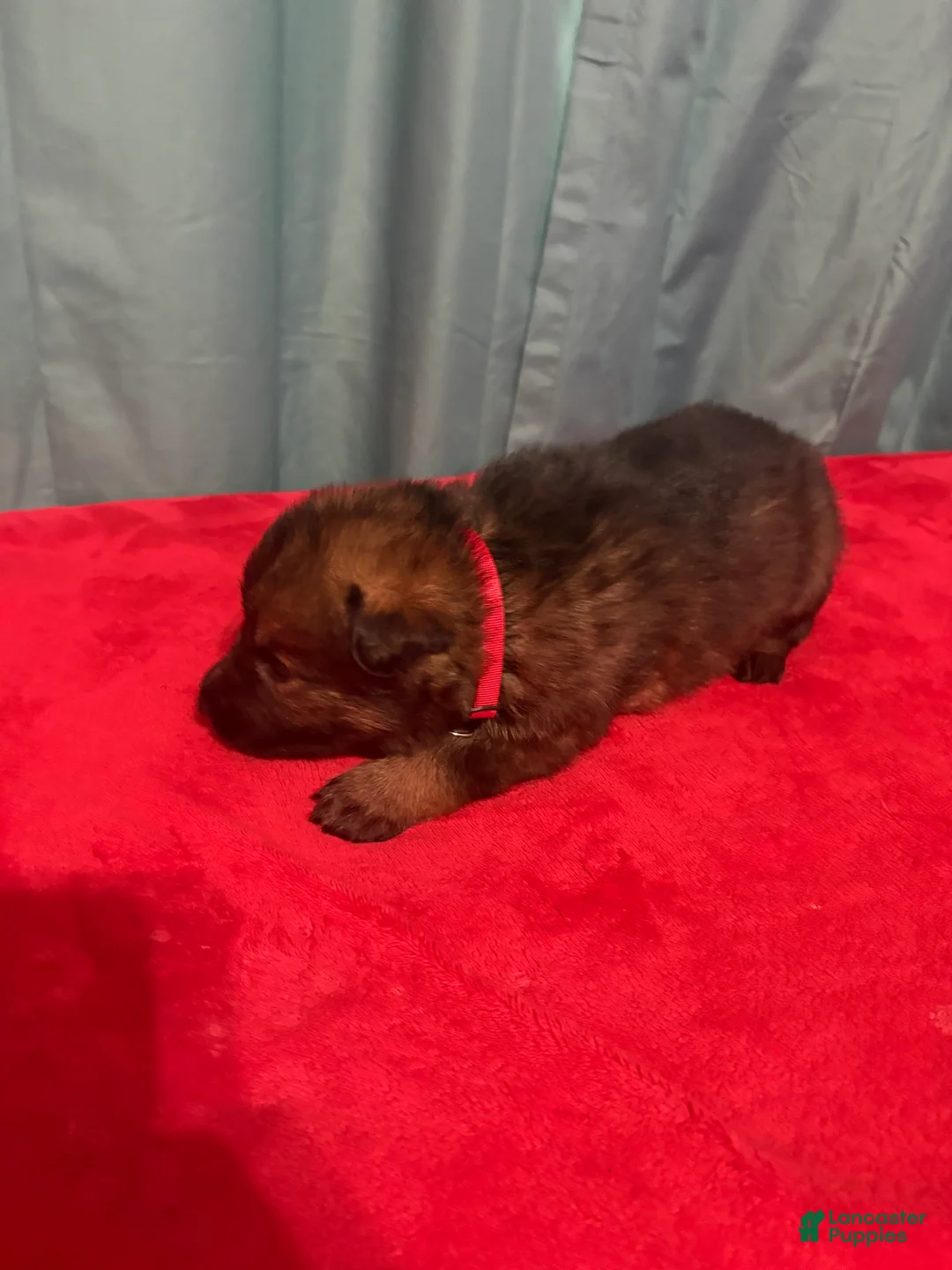 German Shepherd dogs for sale: Blossom  - Ad 2