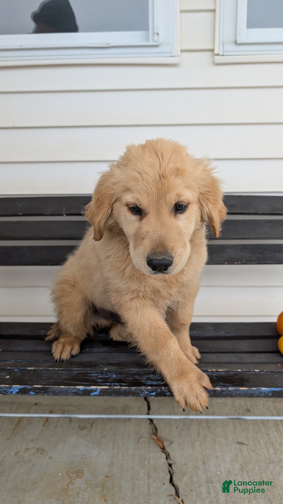 Golden Retriever dogs for sale: Captain  - Ad 9