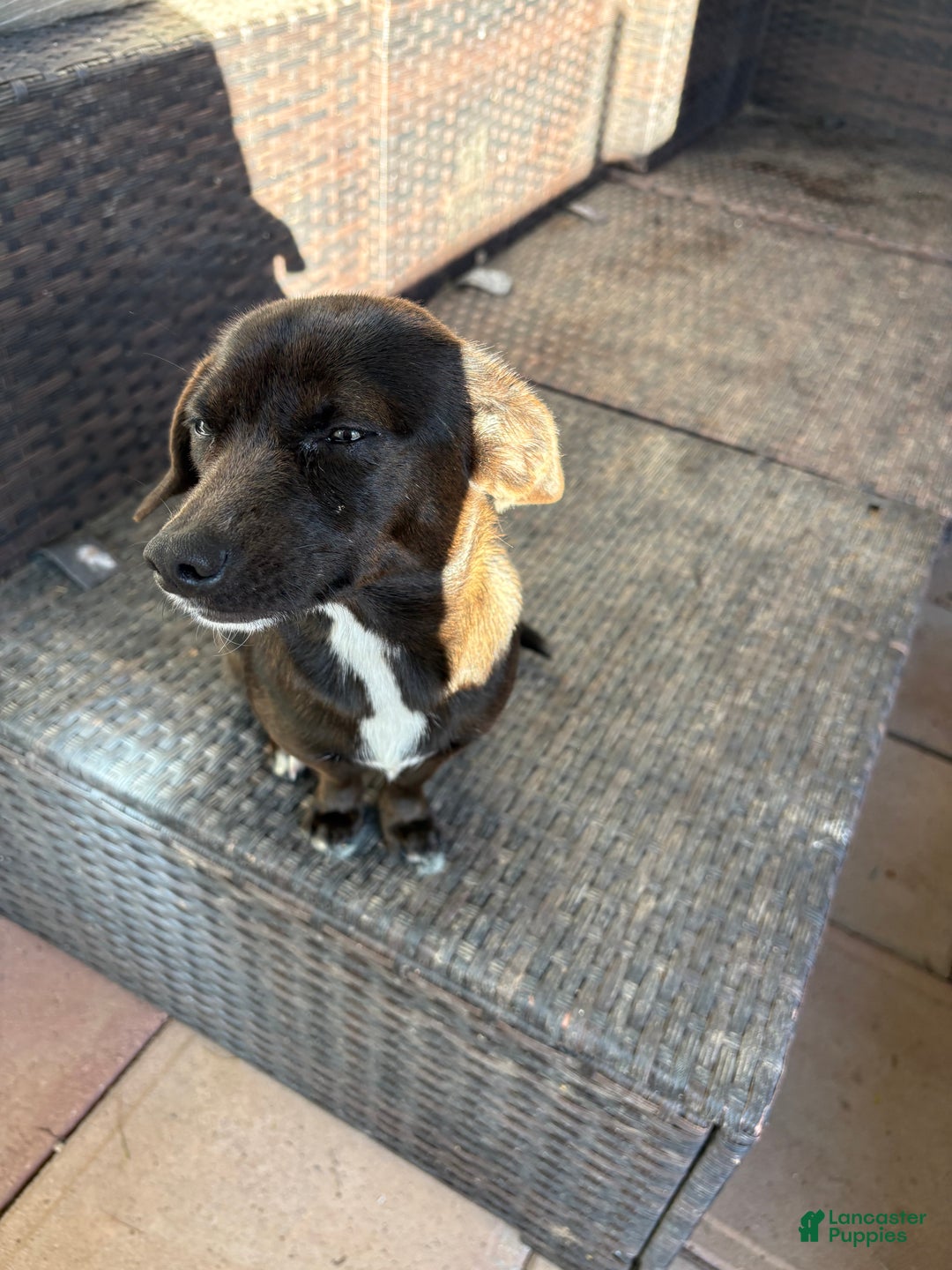 Mixed Breed dogs for sale: Mixed Breed Puppy 4 - Ad 2