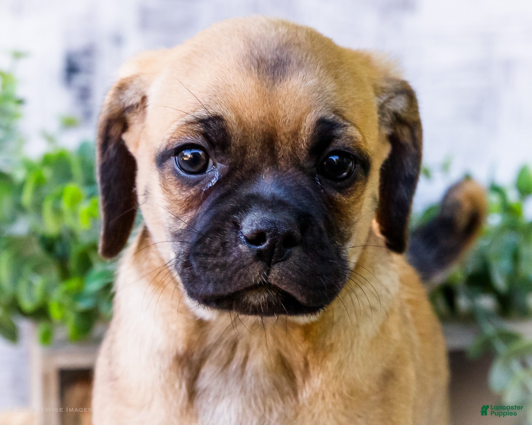 Puggle dogs Bear - Ad 2